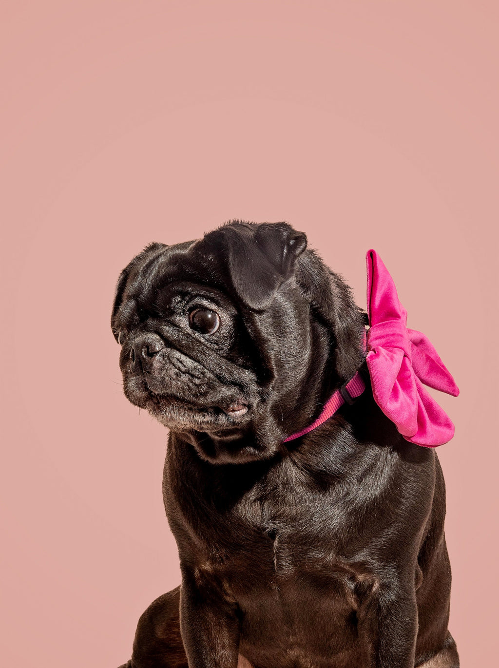 Velvet Bow Collar Set