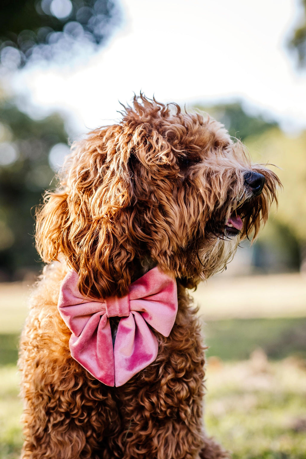 Velvet Bow Collar Set