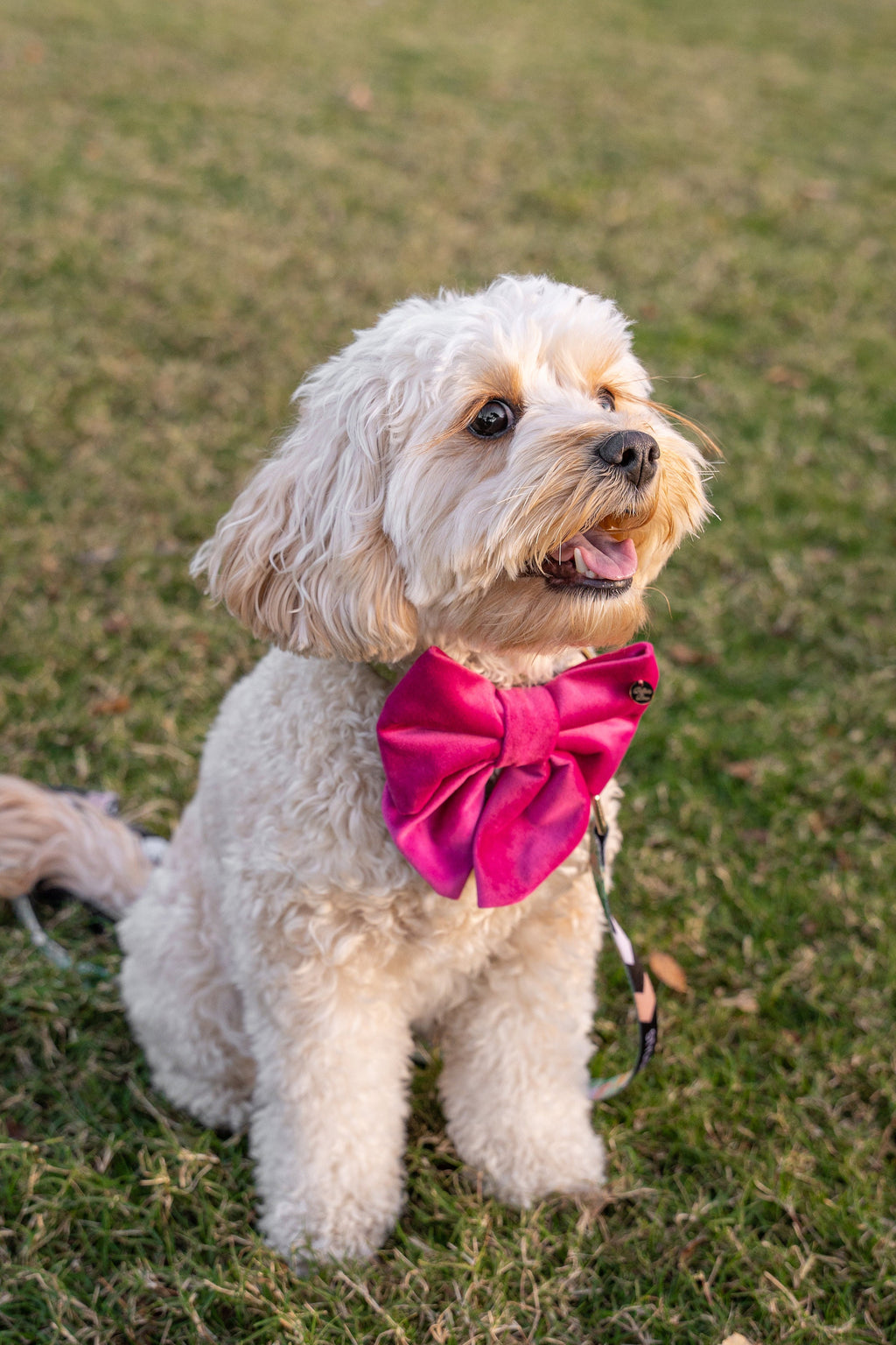 Velvet Bow Collar Set