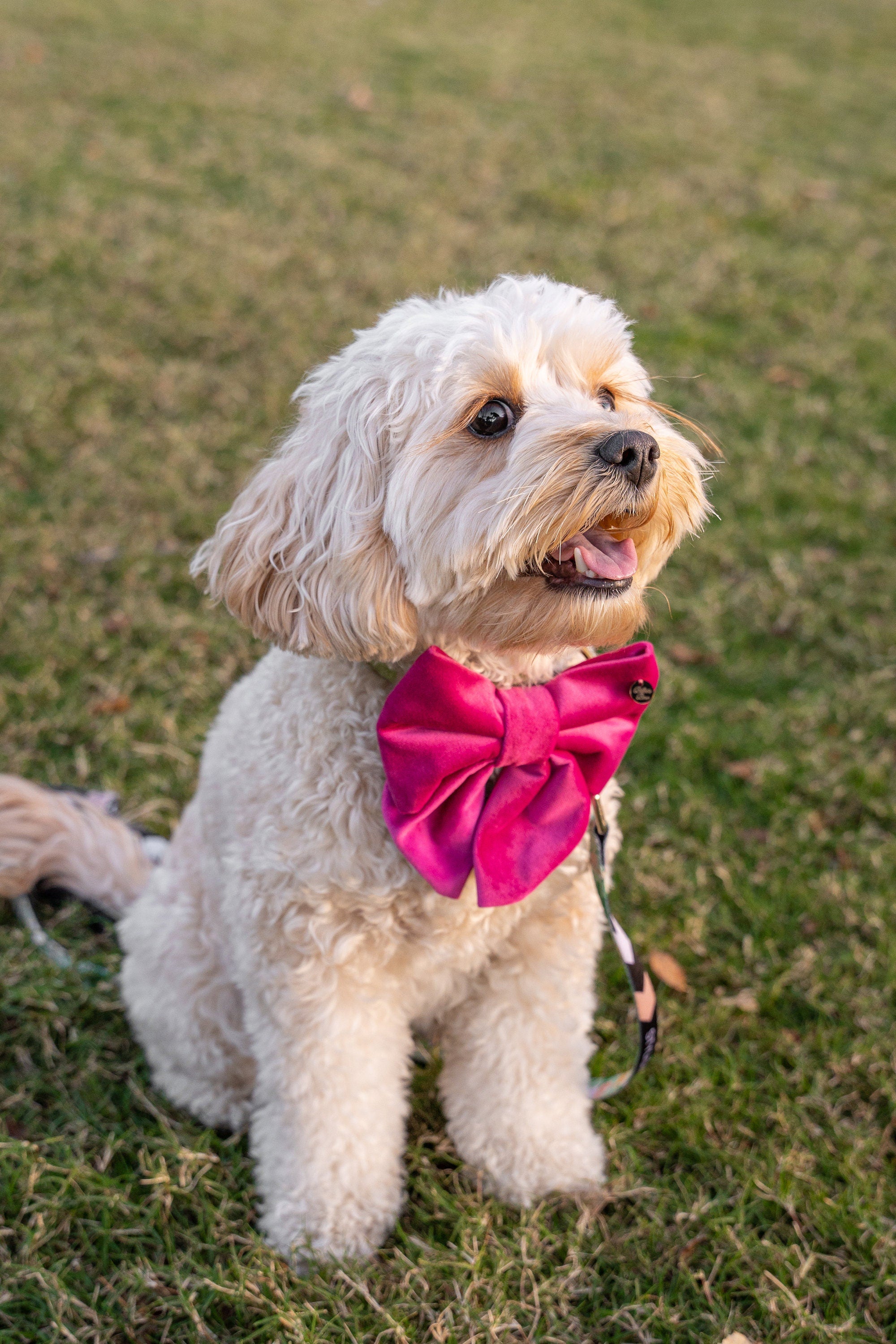 Velvet Bow Collar Set