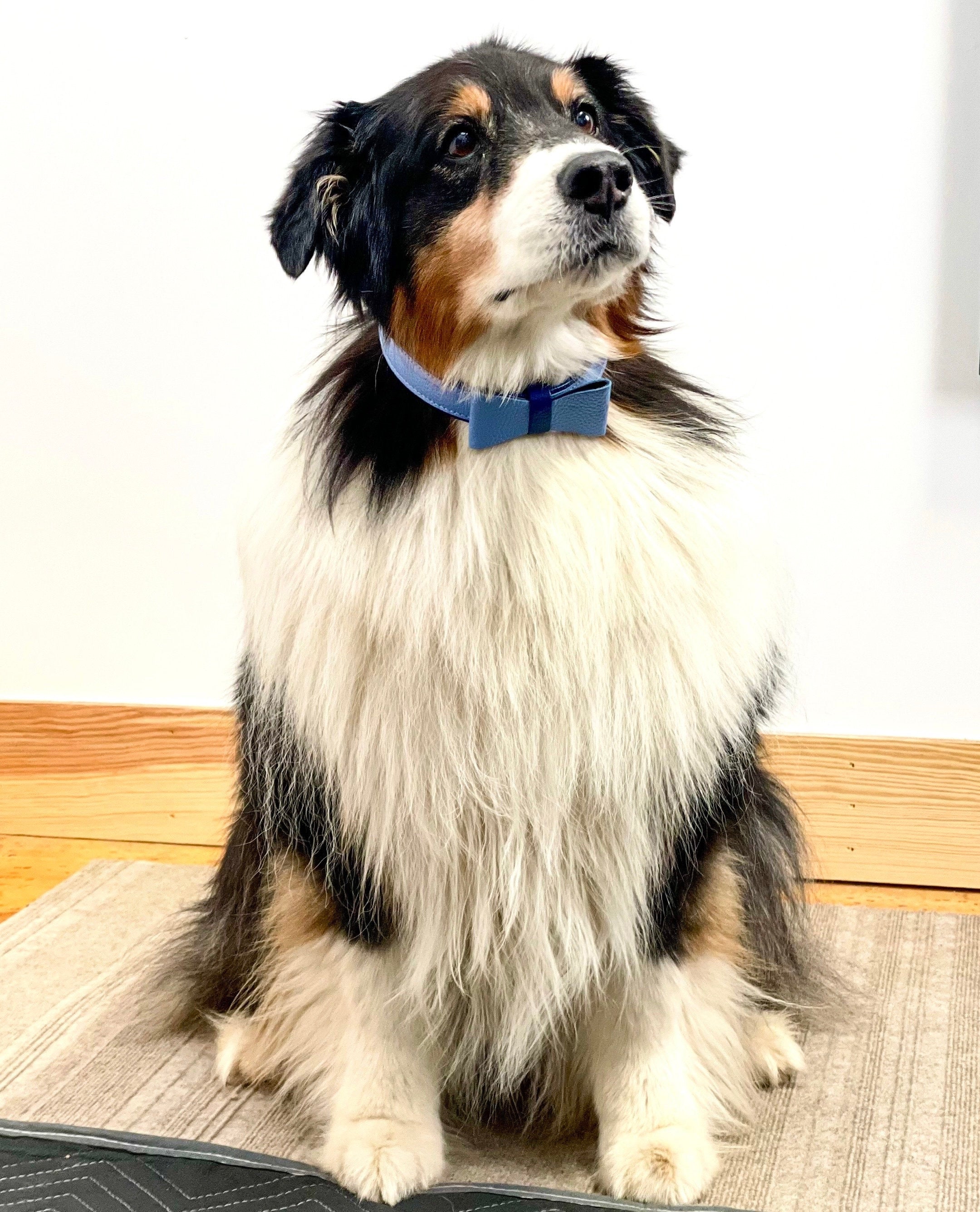 Handcrafted Leather Dog Collar