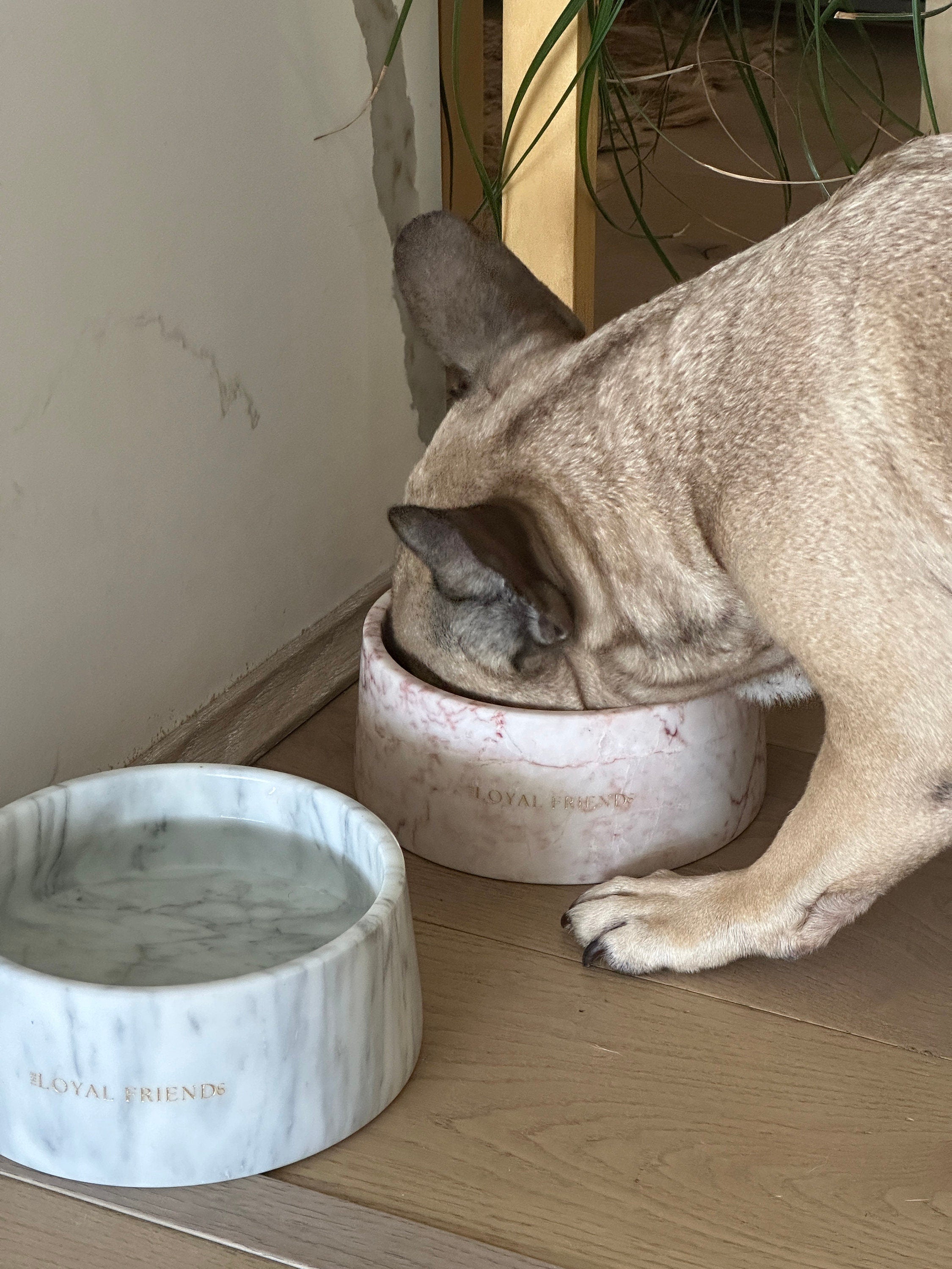 Corchia Perlato Marble Pet Bowl: Luxury Dog Bowl