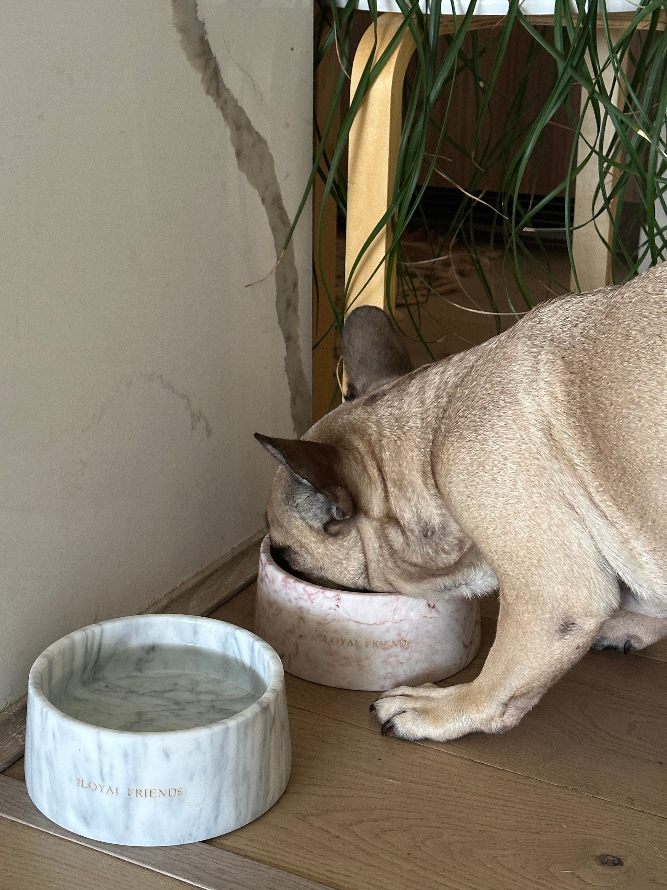 Crema Di Rose Marble Pet Bowl: Luxury Dog Bowl