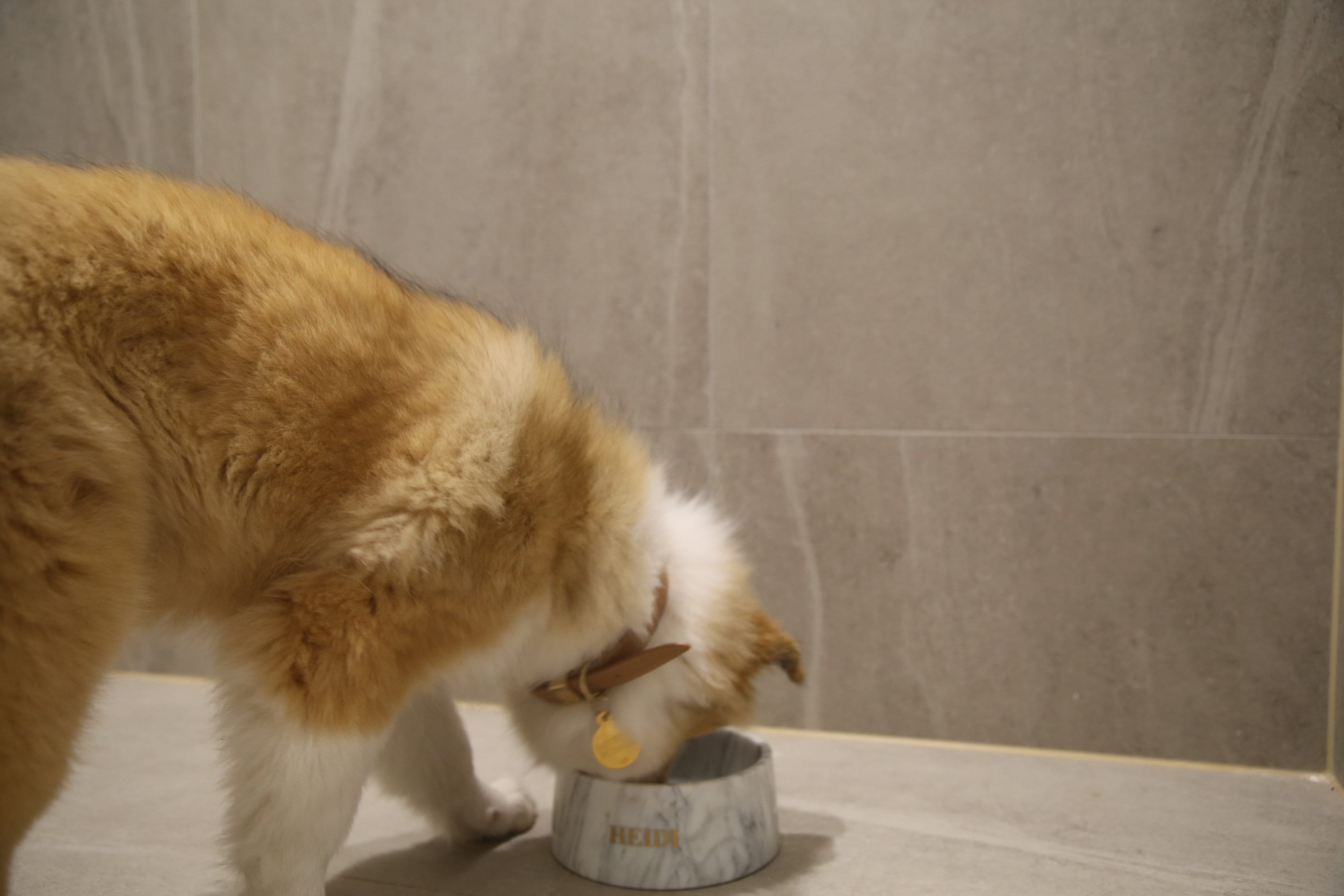 Corchia Perlato Marble Pet Bowl: Luxury Dog Bowl