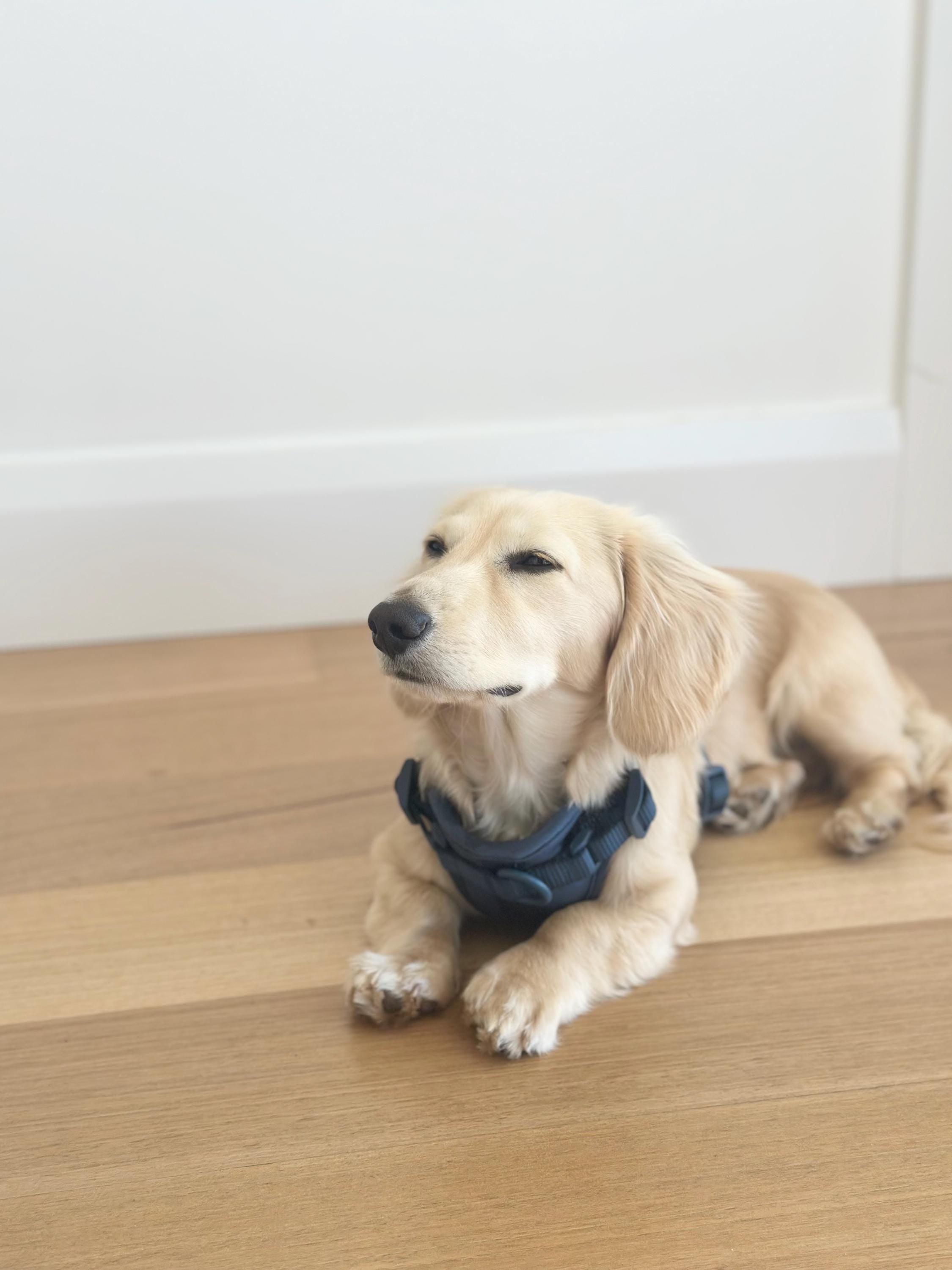 Midnight Blue Softnest No-Pull Harness & Leash Set