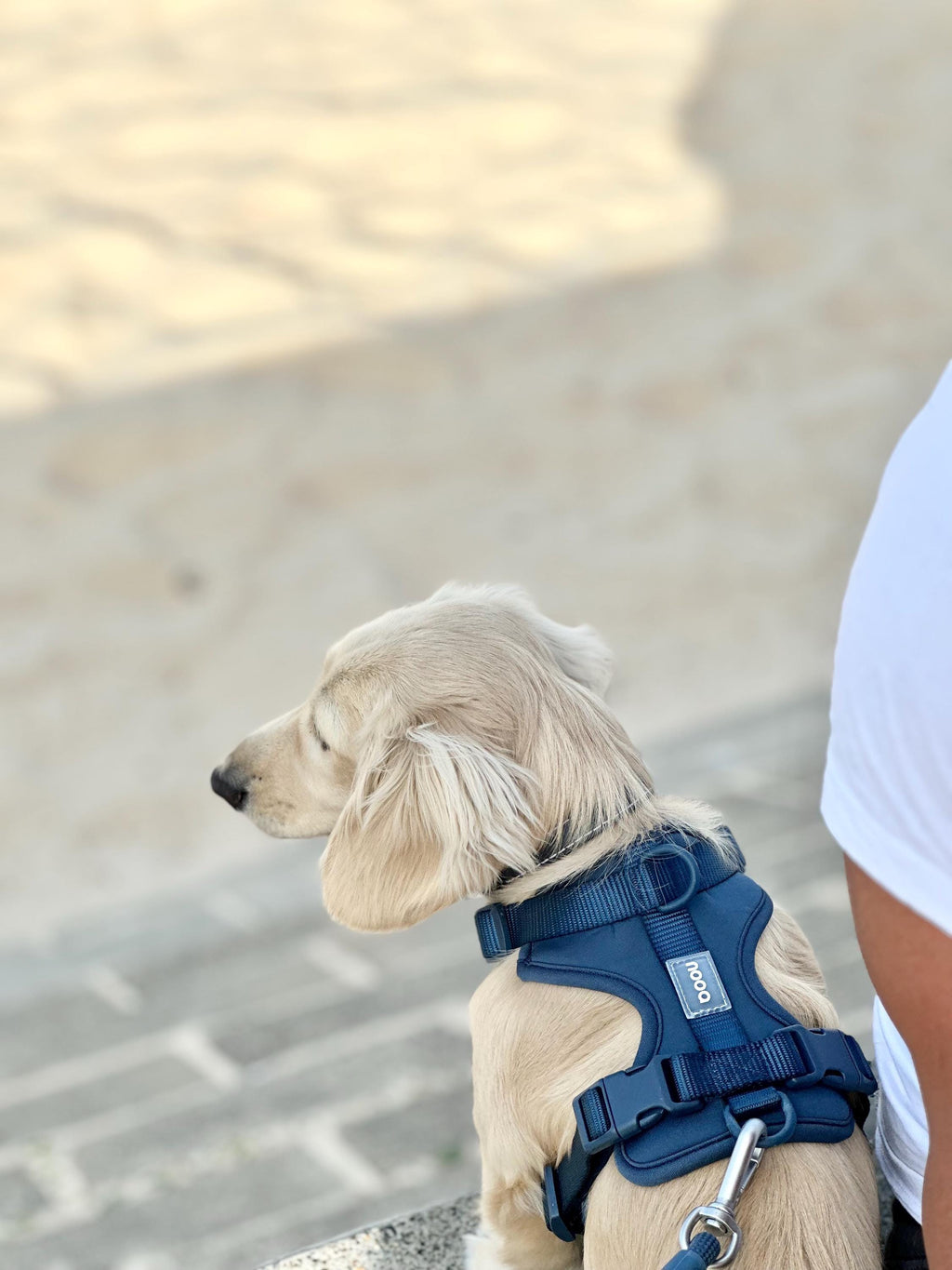 Midnight Blue Softnest No-Pull Harness & Leash Set