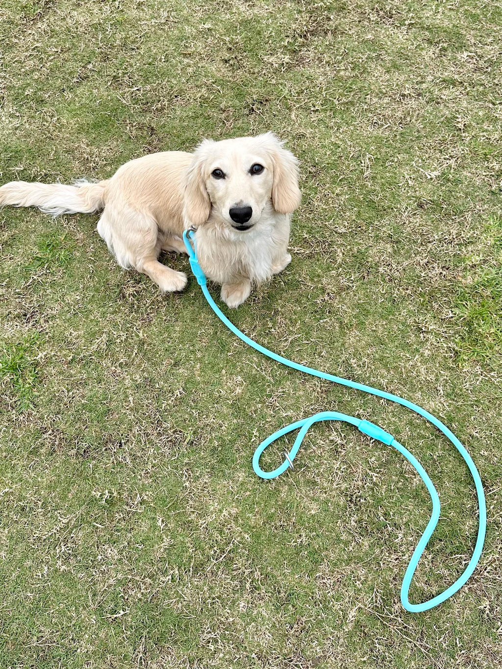Sky Blue Waterproof Dog Leash & Collar Set