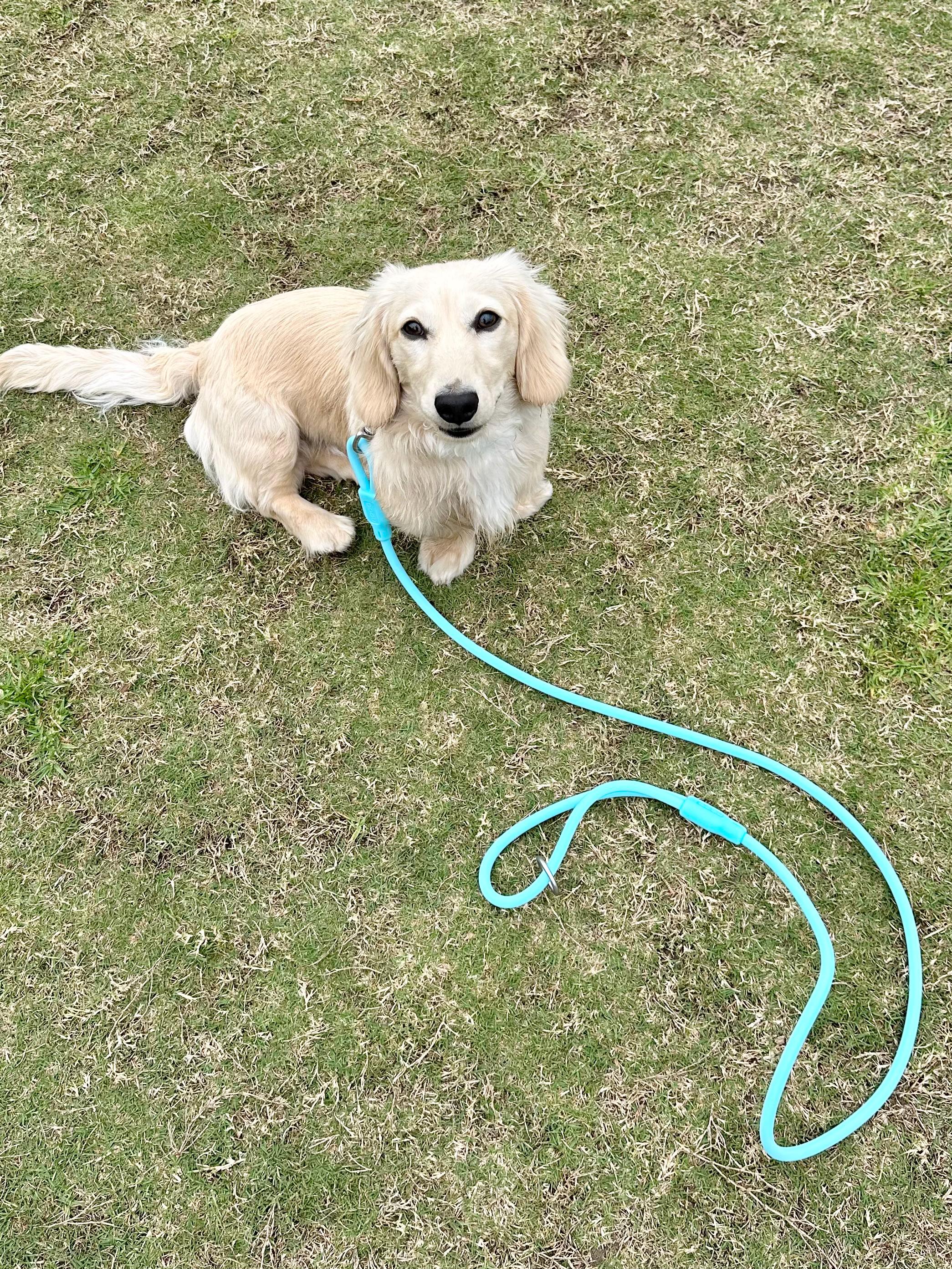 Sky Blue Waterproof Dog Leash & Collar Set