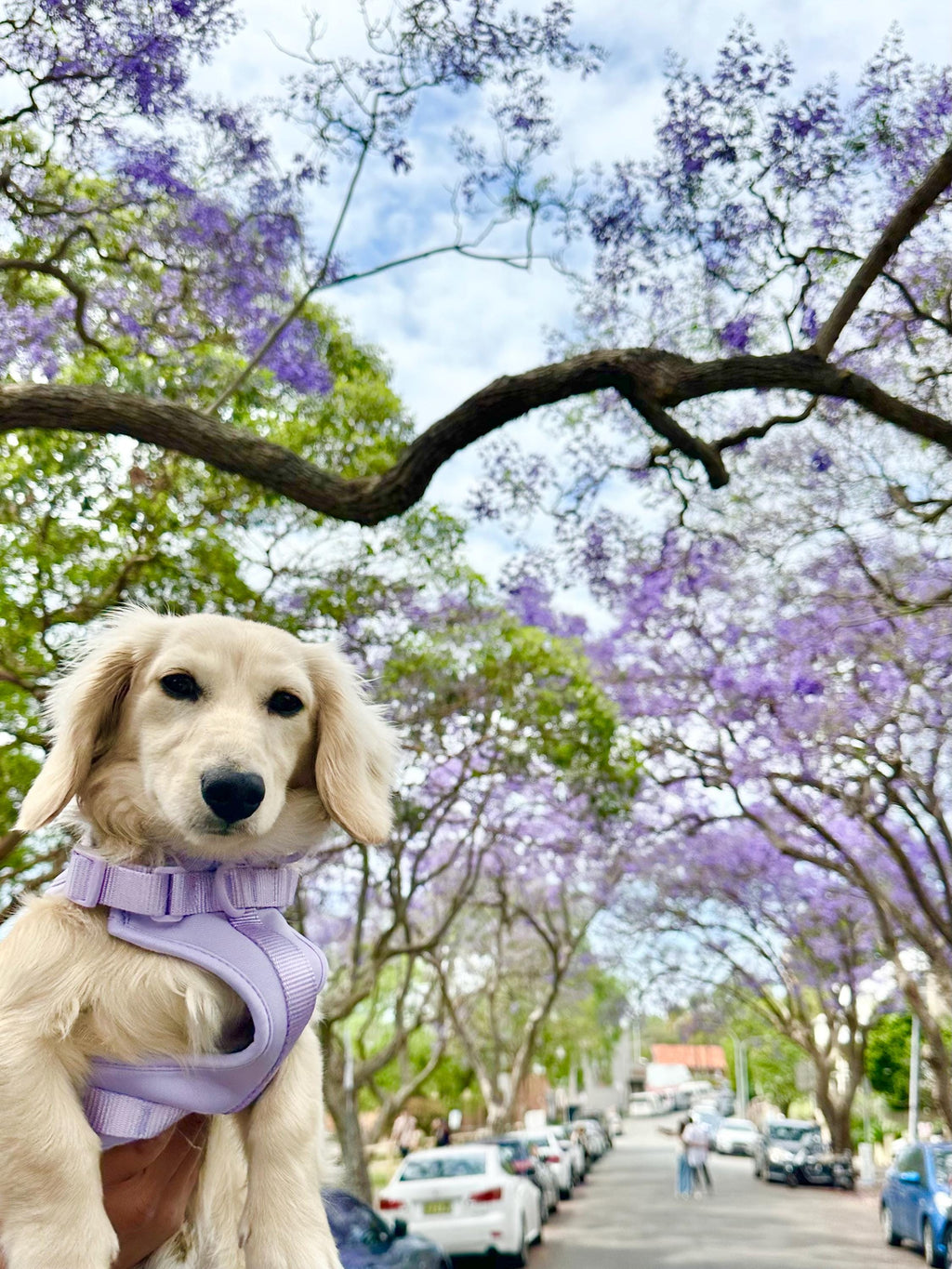 Blush Purple Softnest No-Pull Harness & Leash Set
