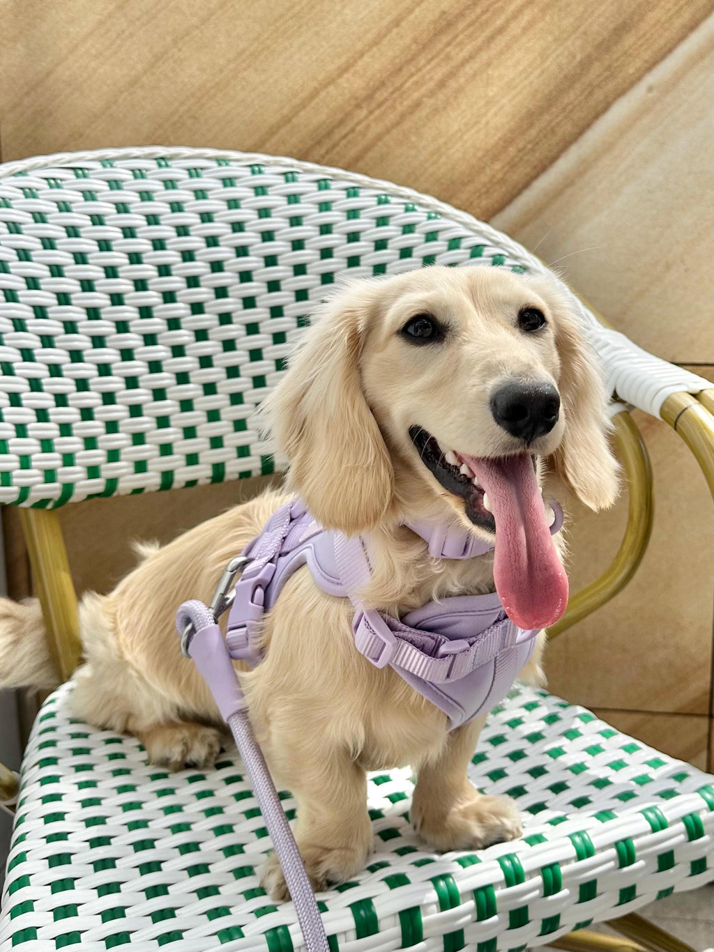 Blush Purple Softnest No-Pull Harness & Leash Set