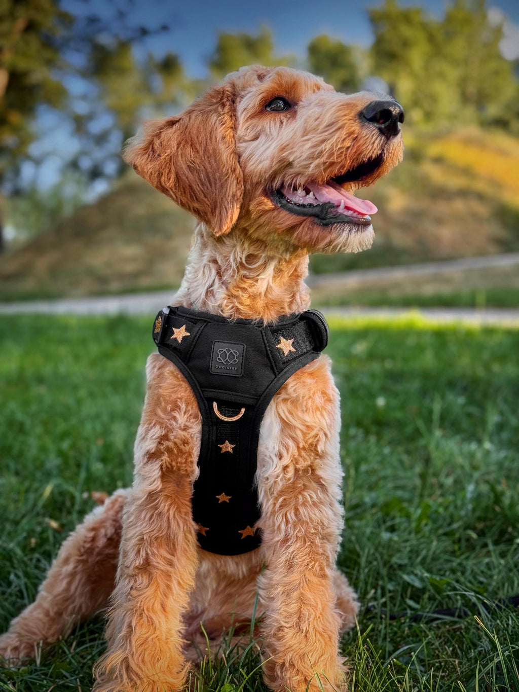 City Leash Set - Rockstar (Nomad)