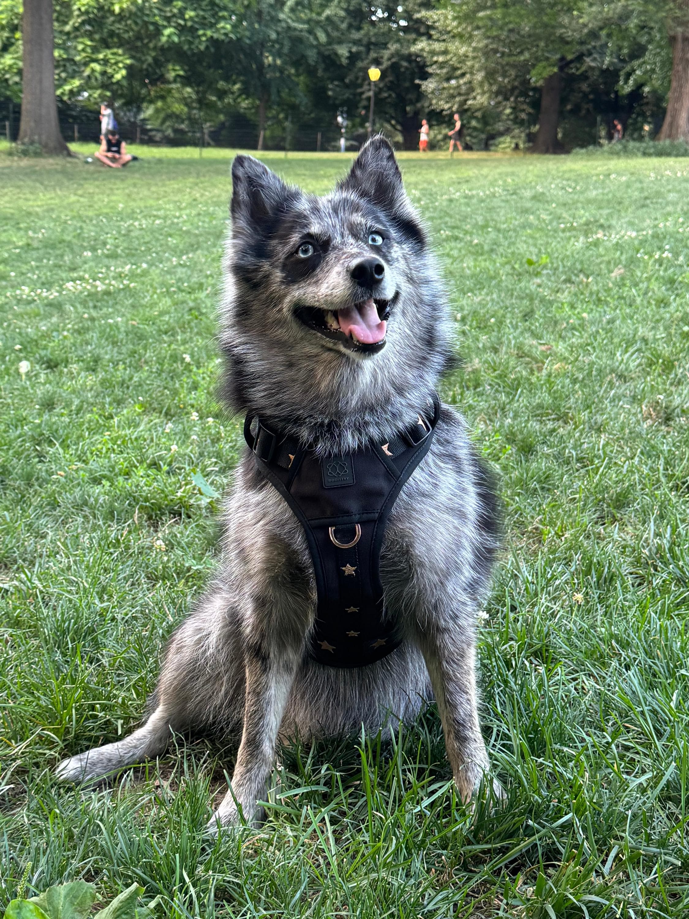 City Leash Set - Rockstar (Nomad)